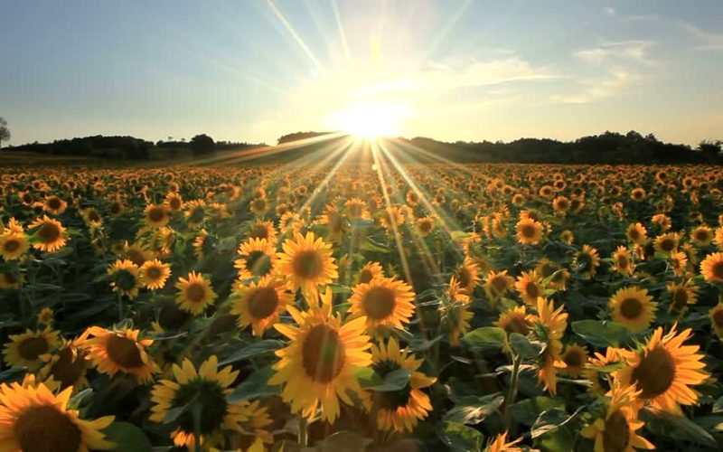 Sunfloil high oleic sunflower oil, the new website is online