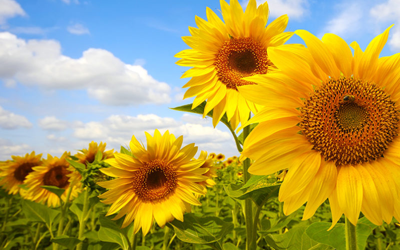 SUNFLOIL, L’OLIO DI GIRASOLE ALTO OLEICO DI CEREAL DOCKS FOOD, È ANCHE BIOLOGICO